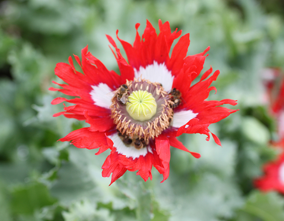 Papaver somniferum ‘Swiss