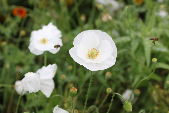 Papaver rhoeas ‘Cabrita’.