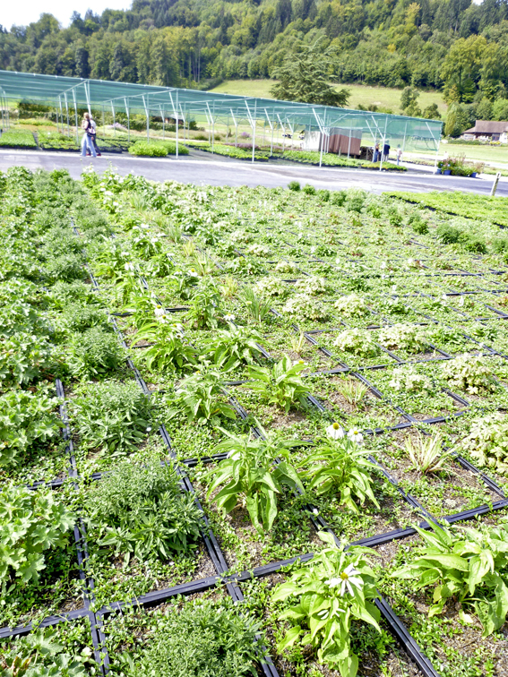 Sellana-Stauen-Ziegel Mischung