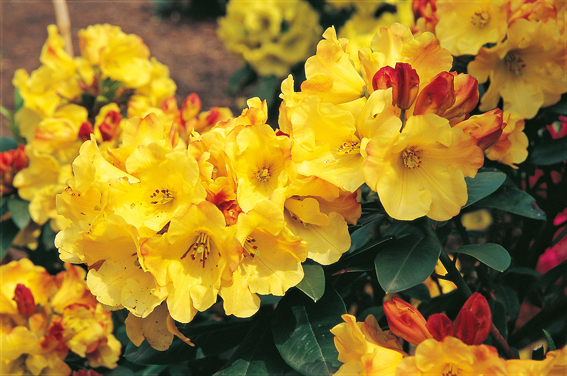 Als erste immergrüne Rhododendron