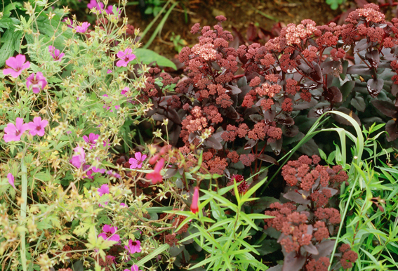  Sedum ‘Purple Emperor’. 