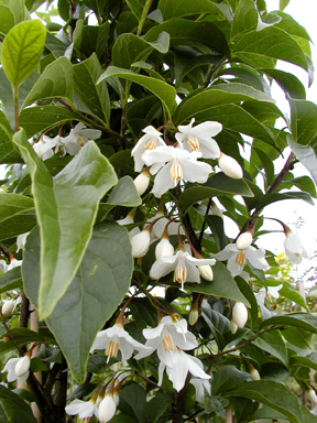 Styrax japonicum besitzt