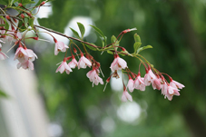 Styrax japonica 'Pink Chimes'.