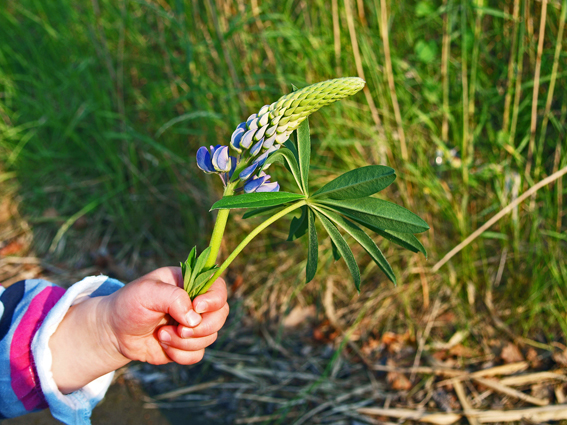 Lupinen können zu schweren