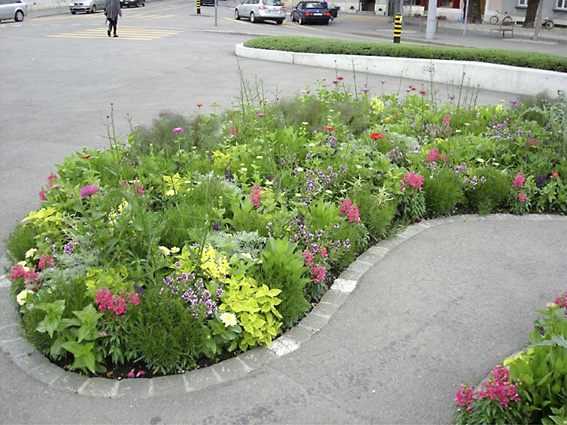 Wechselflorpflanzung am Wettsteinp