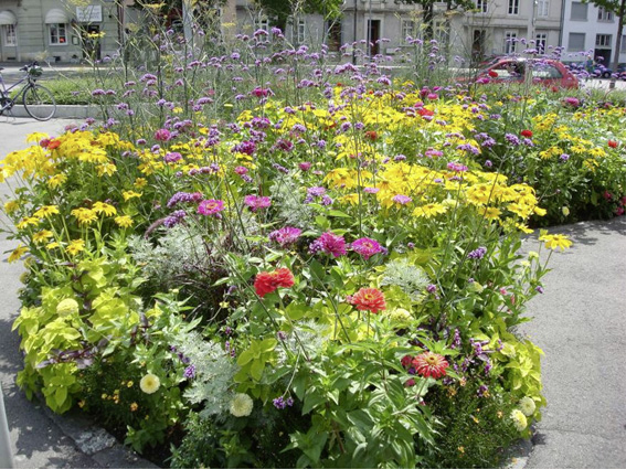 Wechselflorpflanzung am Wettsteinp