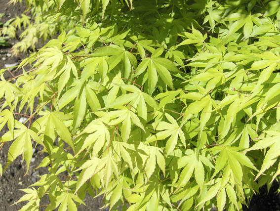 Der Standort für Acer palmatum