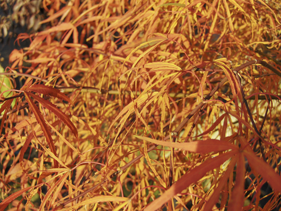 Acer palmatum ‘Koto-no-ito‘