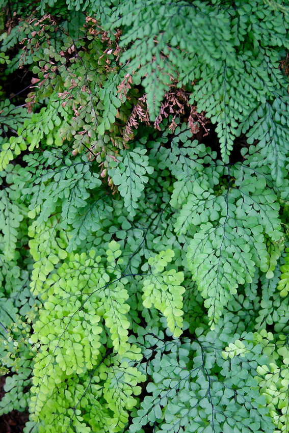 Der Venushaarfarn, Adiantum