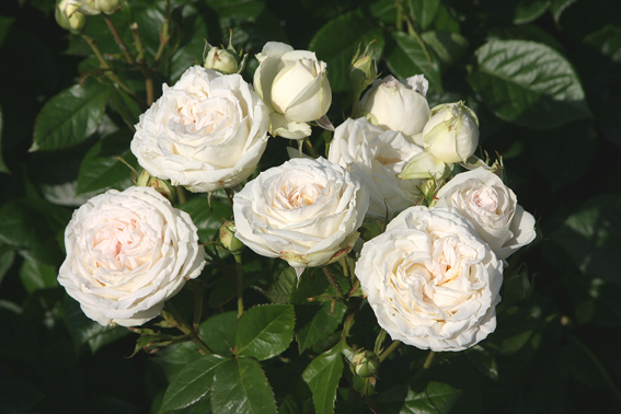 Edelrose ‘Madame Anisette’.