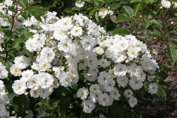 Kleinstrauchrose ‘Hedi Grimm’.