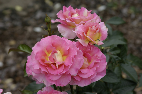 Edelrose ‘Pink Paradise’,