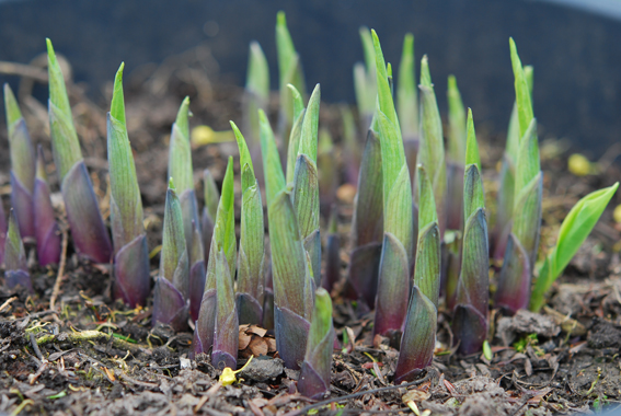 Die Triebspitzen der Hosta