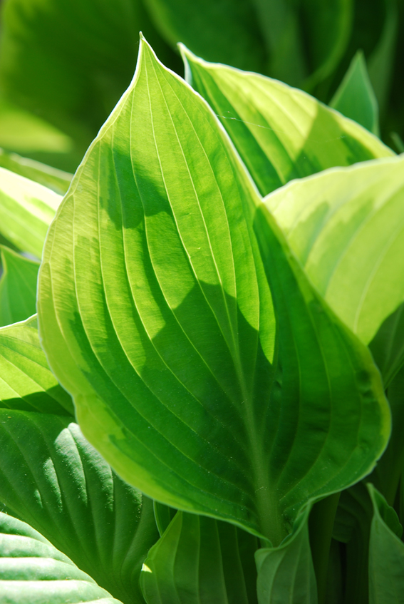 Die Blätter der Hosta sind