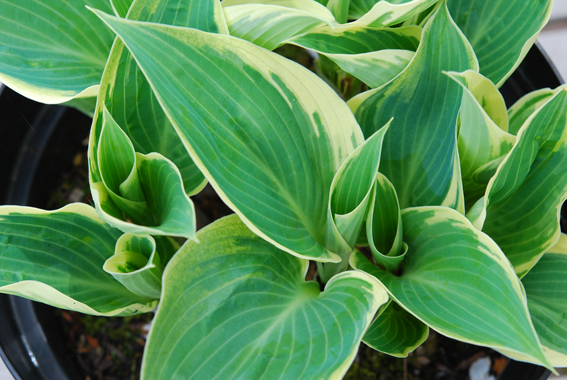 Von oben auf die Hostas geblickt,