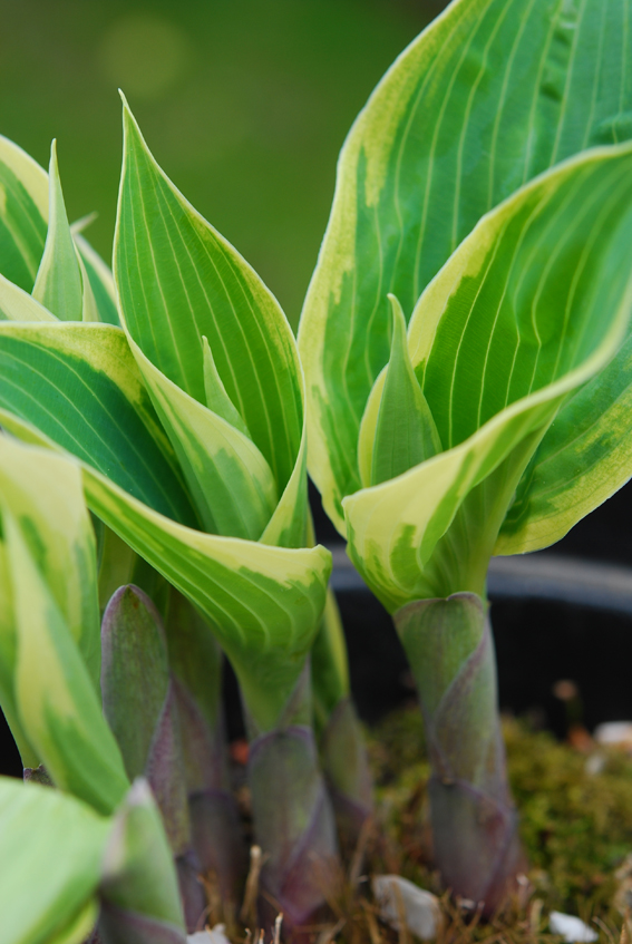 Kelchartig beginnt die Hosta,