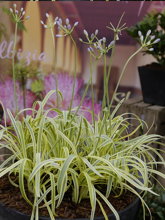 Agapanthus ‘Golden Drops’