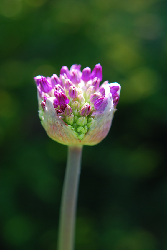 Knospen des Zierlauchs Allium