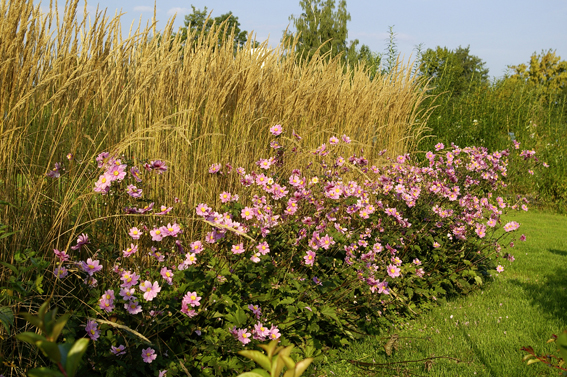 Anemone Serenade gibt den