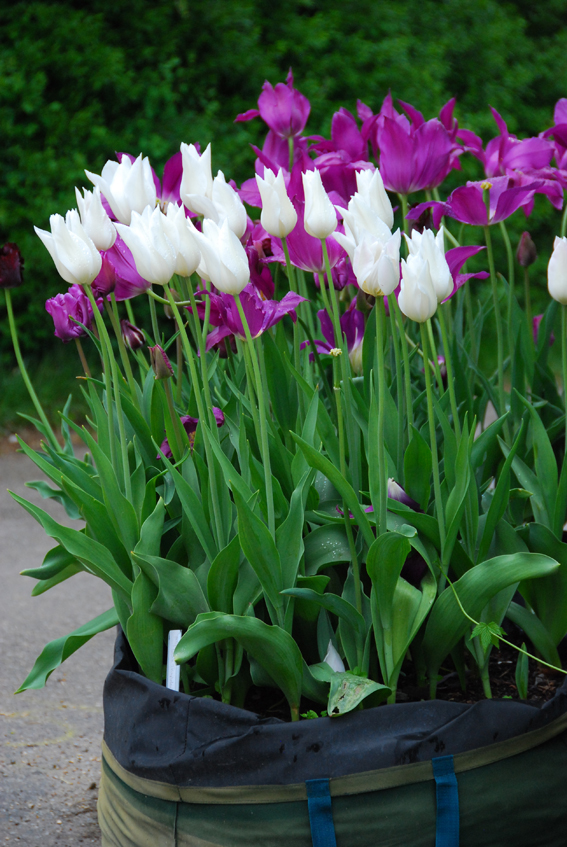 Tulpen im Bigbag: ‘Purple