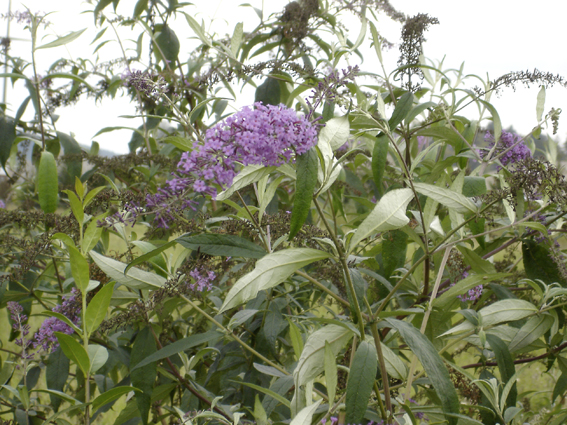 Der Sommerflieder (Buddleja