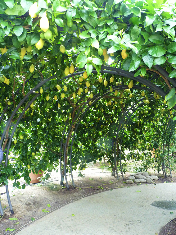 Citrus limon ’Amalphitanum’