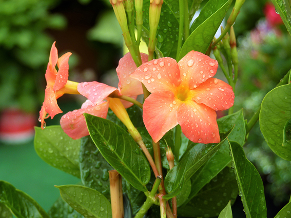 Leuchtende Blüten – Diamantina