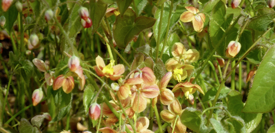 Bei Epimedium x warleyense