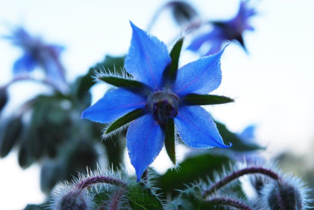 Mit ihrem strahlenden Blau