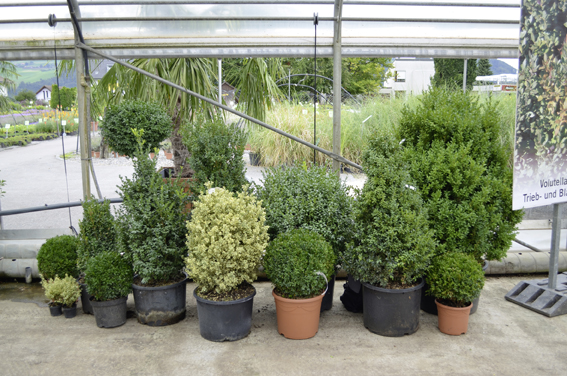 «Buxus in seiner Vielfalt