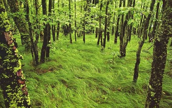 Carex pennsylvanica am Naturstando