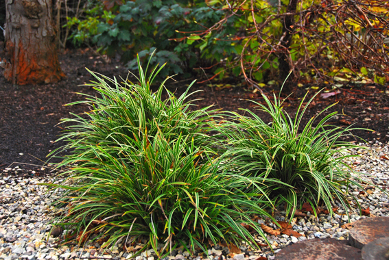 Carex morrowii ‘Variegata‘