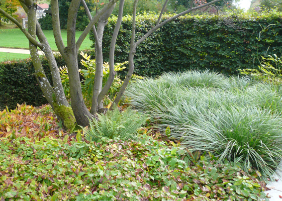 Carex sind robuste und konkurrenzs