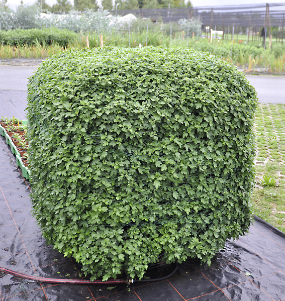 Chrysanthemenschmuck in zeitgemäs