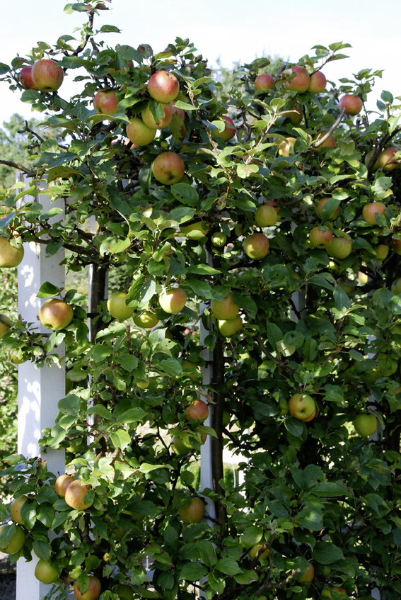 Viele fruchtige Äpfel reifen