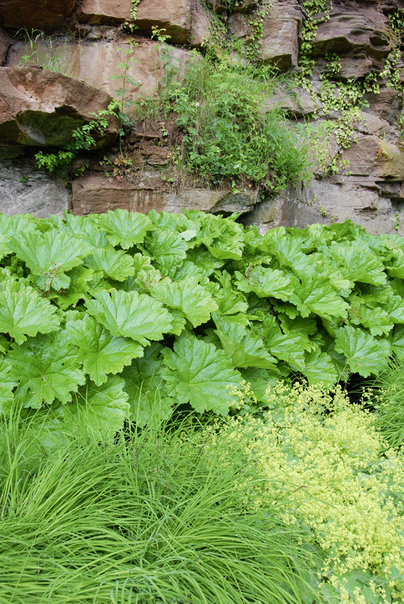 Damera peltata liebt frisch-feucht