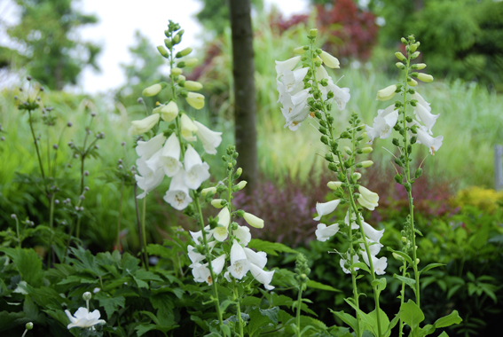 Digitalis purpurea ‘Alba’