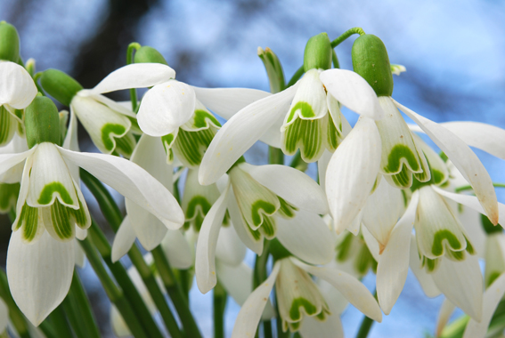 Der Gattungsname Galanthus