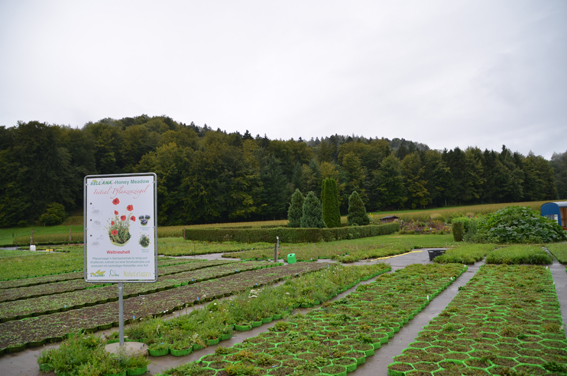 Die Produktion der Sellana-Honey-M