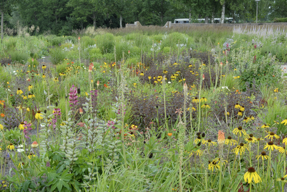 Echinacea paradoxa leuchtet