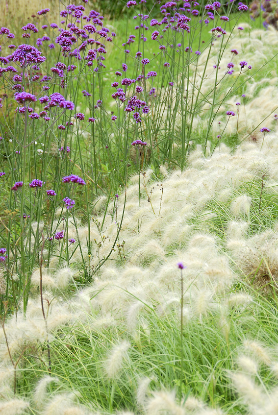 Verbena bonariensis lässt