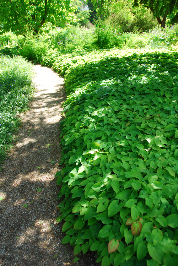 Epimedium bildet attraktive,