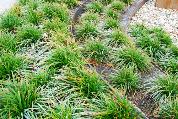 Carex morrowii als grossflächige