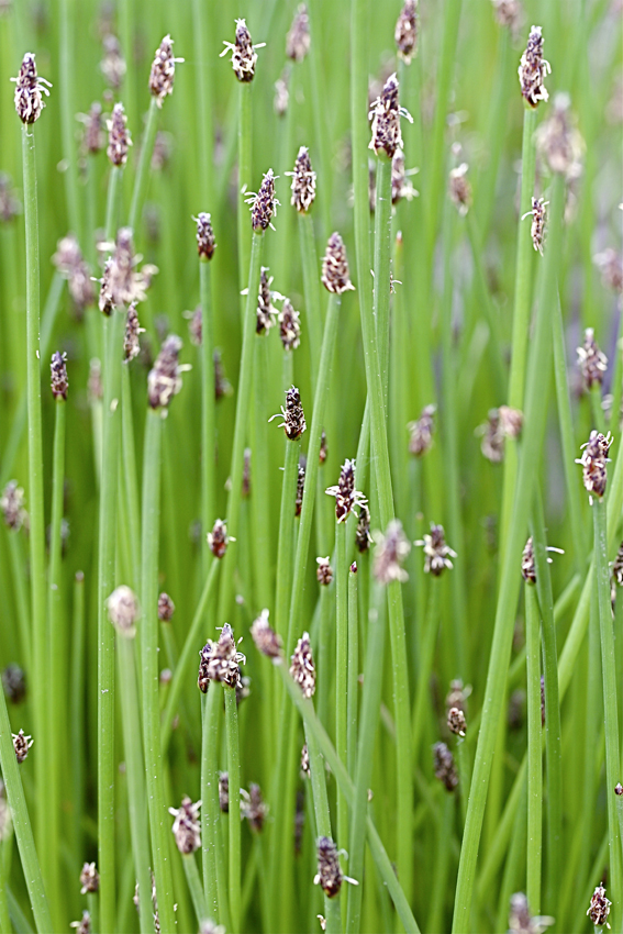  Die Sumpfbinse (Eleocharis