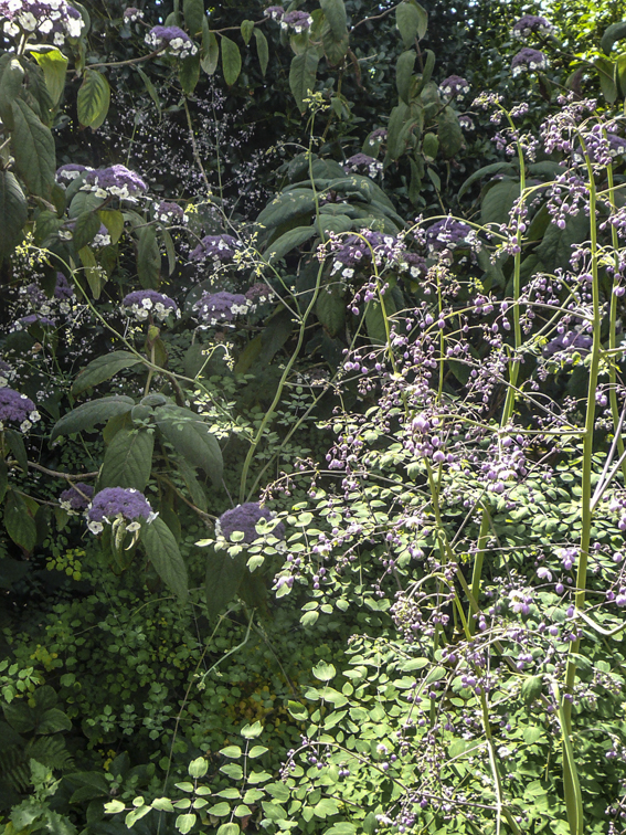 Hydrangea aspera und Thalictrum