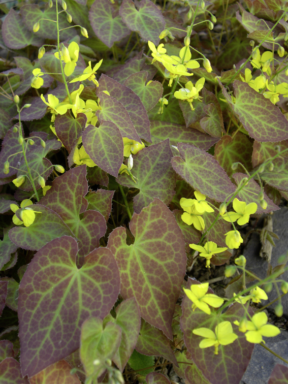 Lebhaftes Farbspiel von Epimedium