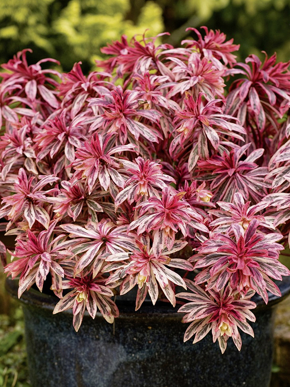 Euphorbia ‘Frosted Flame’