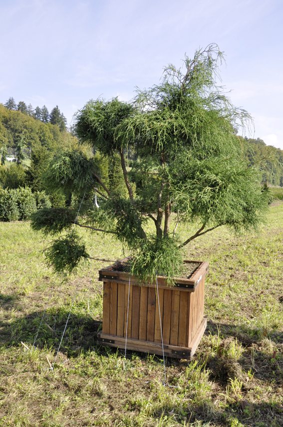 Chamaecyparis als Gartenbonsai: