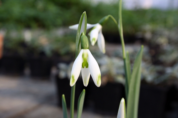 Galanthus elwesii ‘Daphne‘s