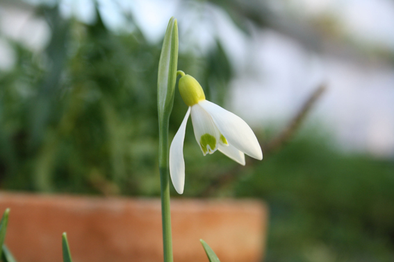 Galanthus ‘Spindlestone